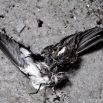 bird school18.jpg
